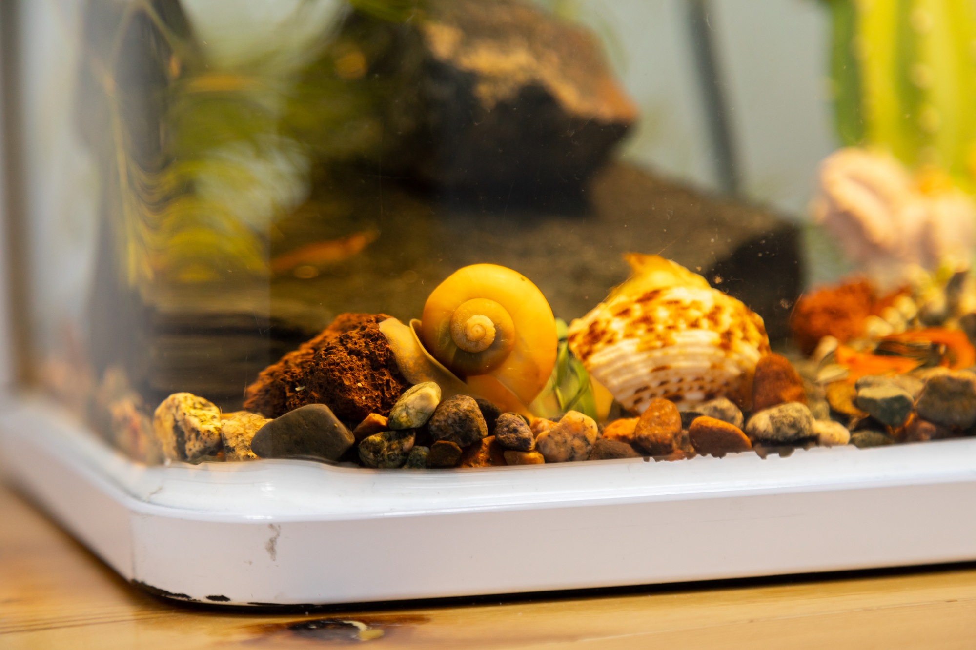 escargots 