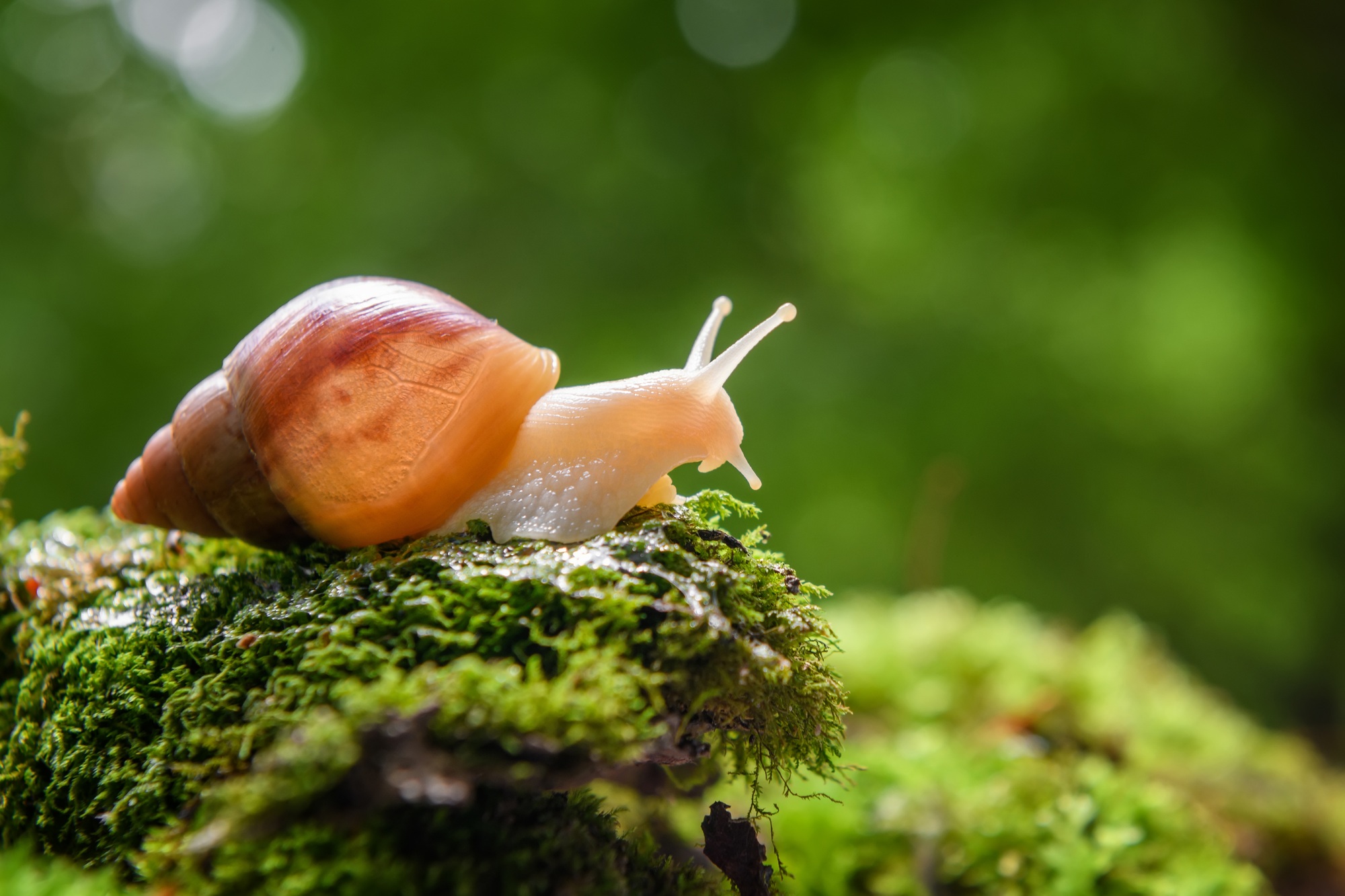 Dangers escargots